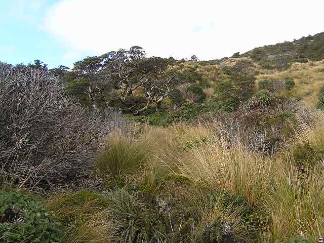 Ruahine - Sunrise Hut 052.jpg